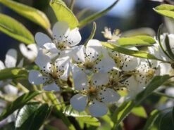 Winterbirne 'Vereinsdechantsbirne' 9 Winterbirne 'Vereinsdechantsbirne' -Günstiges Erd Seele Geschäft winterbirne vereinsdechantsbirne m002608 w 2