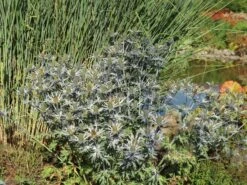 Zabels Mannstreu 'Big Blue' -Günstiges Erd Seele Geschäft zabels mannstreu big blue m117866 w 1