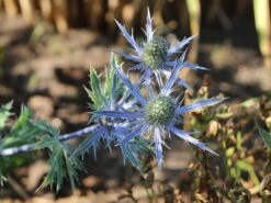 Zabels Mannstreu 'Big Blue' -Günstiges Erd Seele Geschäft zabels mannstreu big blue m117866 w 4