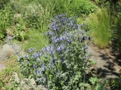 Zabels Mannstreu 'Big Blue' -Günstiges Erd Seele Geschäft zabels mannstreu big blue m117866 w 6