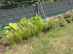 Zartes Federgras 'Ponytails' -Günstiges Erd Seele Geschäft zartes federgras pony tails m054229 581034 0