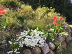 Zartes Federgras 'Ponytails' -Günstiges Erd Seele Geschäft zartes federgras ponytails m054229 745774 0