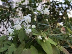 Zierliche Elfenblume 'Niveum' -Günstiges Erd Seele Geschäft zierliche elfenblume niveum m010868 948257 0