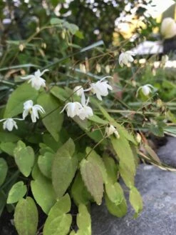 Zierliche Elfenblume 'Niveum' -Günstiges Erd Seele Geschäft zierliche elfenblume niveum m010868 948257 1