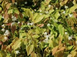 Zierliche Elfenblume 'Niveum' -Günstiges Erd Seele Geschäft zierliche elfenblume niveum m010868 w 2