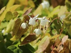 Zierliche Elfenblume 'Niveum' -Günstiges Erd Seele Geschäft zierliche elfenblume niveum m010868 w 3