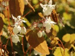 Zierliche Elfenblume 'Niveum' -Günstiges Erd Seele Geschäft zierliche elfenblume niveum m010868 w 4