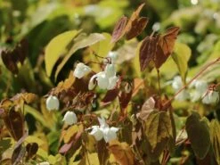 Zierliche Elfenblume 'Niveum' -Günstiges Erd Seele Geschäft zierliche elfenblume niveum m010868 w 5