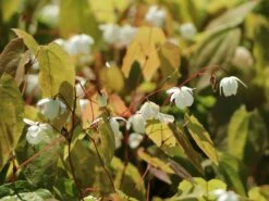 Zierliche Elfenblume 'Niveum' -Günstiges Erd Seele Geschäft zierliche elfenblume niveum m010868 w 6