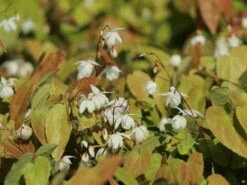 Zierliche Elfenblume 'Niveum' -Günstiges Erd Seele Geschäft zierliche elfenblume niveum m010868 w 7