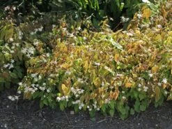 Zierliche Elfenblume 'Niveum' -Günstiges Erd Seele Geschäft zierliche elfenblume niveum m010868 w 8