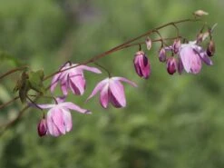 Zierliche Elfenblume 'Roseum' 12 Zierliche Elfenblume 'Roseum' -Günstiges Erd Seele Geschäft zierliche elfenblume roseum m058478 w 0