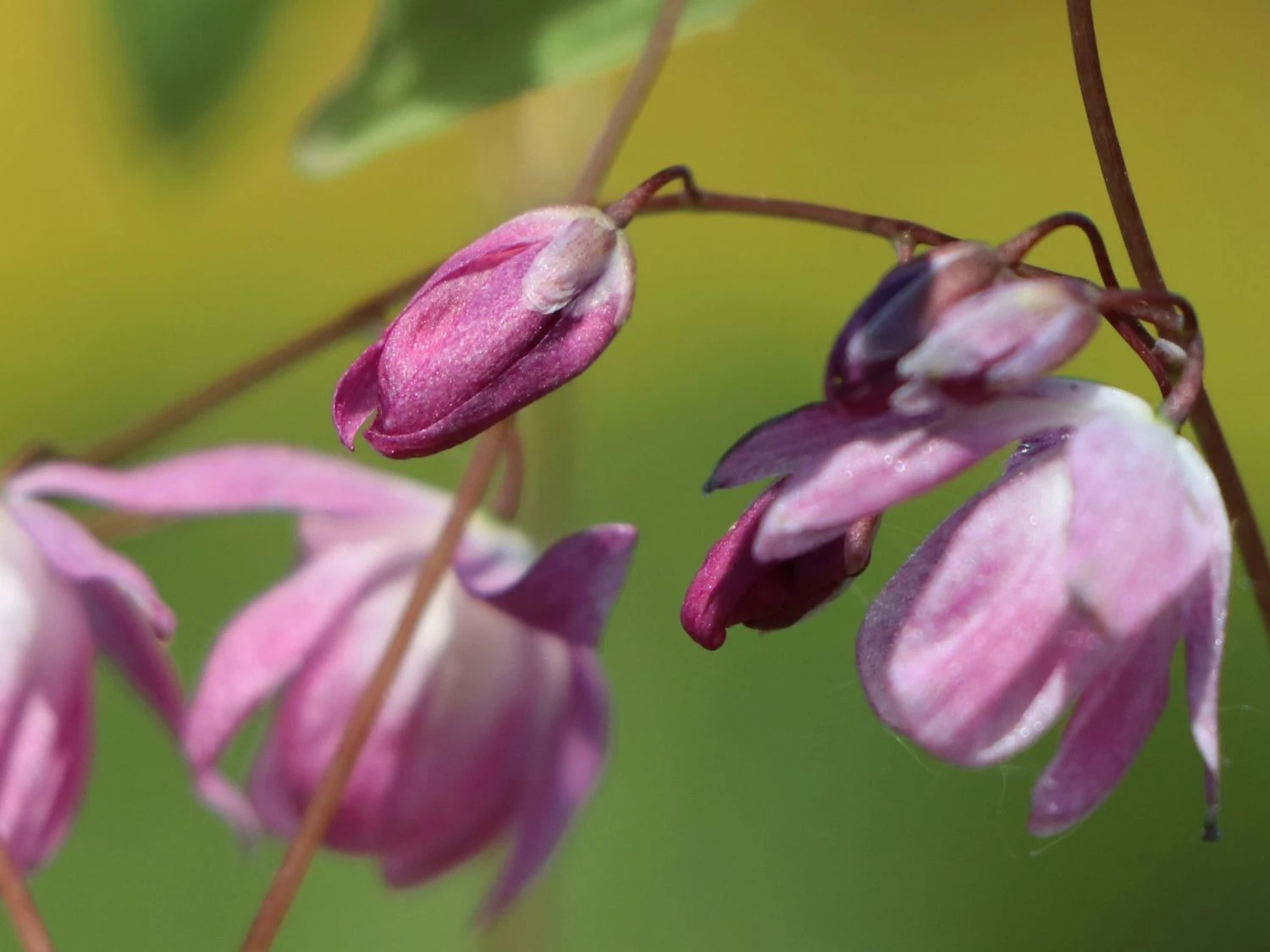 Zierliche Elfenblume 'Roseum' 5 Zierliche Elfenblume 'Roseum' – Bild 3