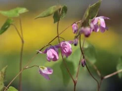 Zierliche Elfenblume 'Roseum' 14 Zierliche Elfenblume 'Roseum' -Günstiges Erd Seele Geschäft zierliche elfenblume roseum m058478 w 2
