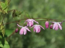 Zierliche Elfenblume 'Roseum' 13 Zierliche Elfenblume 'Roseum' -Günstiges Erd Seele Geschäft zierliche elfenblume roseum m058478 w 3