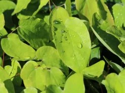 Zierliche Elfenblume 'Roseum' 15 Zierliche Elfenblume 'Roseum' -Günstiges Erd Seele Geschäft zierliche elfenblume roseum m058478 w 5