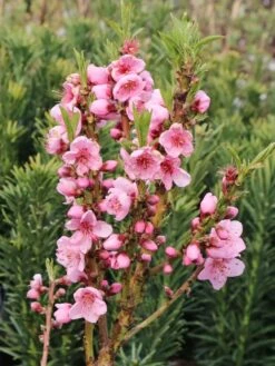 Zierpfirsich 'Bonanza' -Günstiges Erd Seele Geschäft zierpfirsich bonanza m069513 w 1