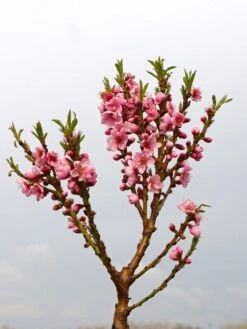 Zierpfirsich 'Bonanza' -Günstiges Erd Seele Geschäft zierpfirsich bonanza m069513 w 2