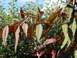 Zierpfirsich 'Rubira' 18 Zierpfirsich 'Rubira' -Günstiges Erd Seele Geschäft zierpfirsich rubira m060823 w 0