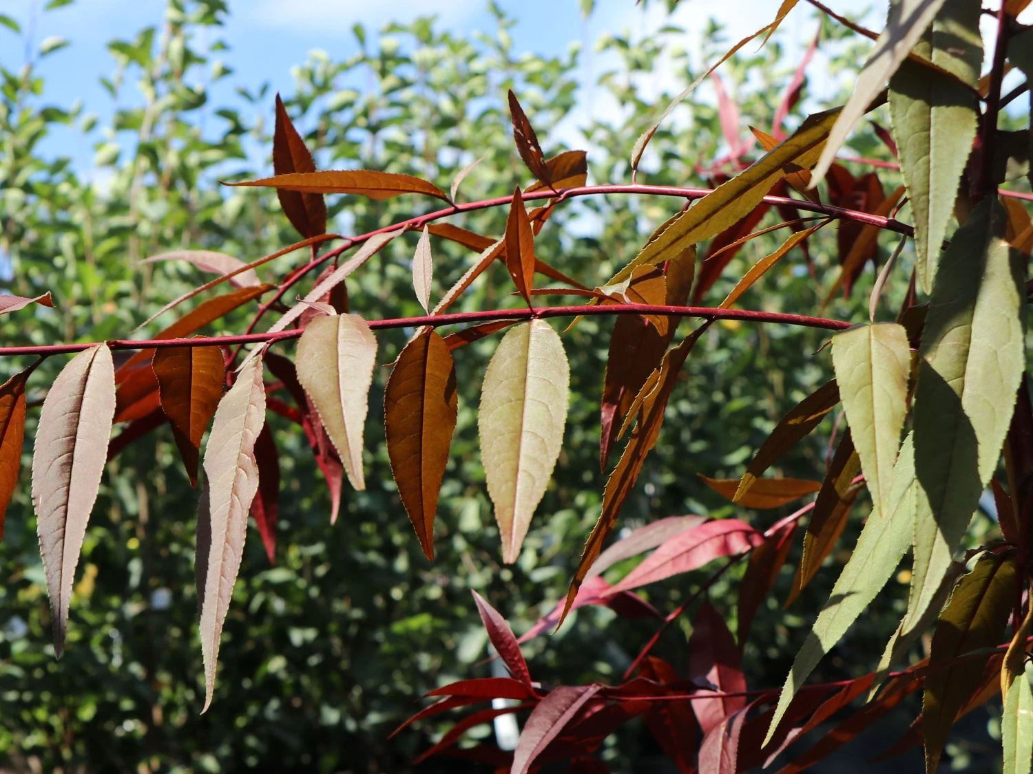 Zierpfirsich 'Rubira' 10 Zierpfirsich 'Rubira' – Bild 8