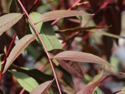 Zierpfirsich 'Rubira' 19 Zierpfirsich 'Rubira' -Günstiges Erd Seele Geschäft zierpfirsich rubira m060823 w 2