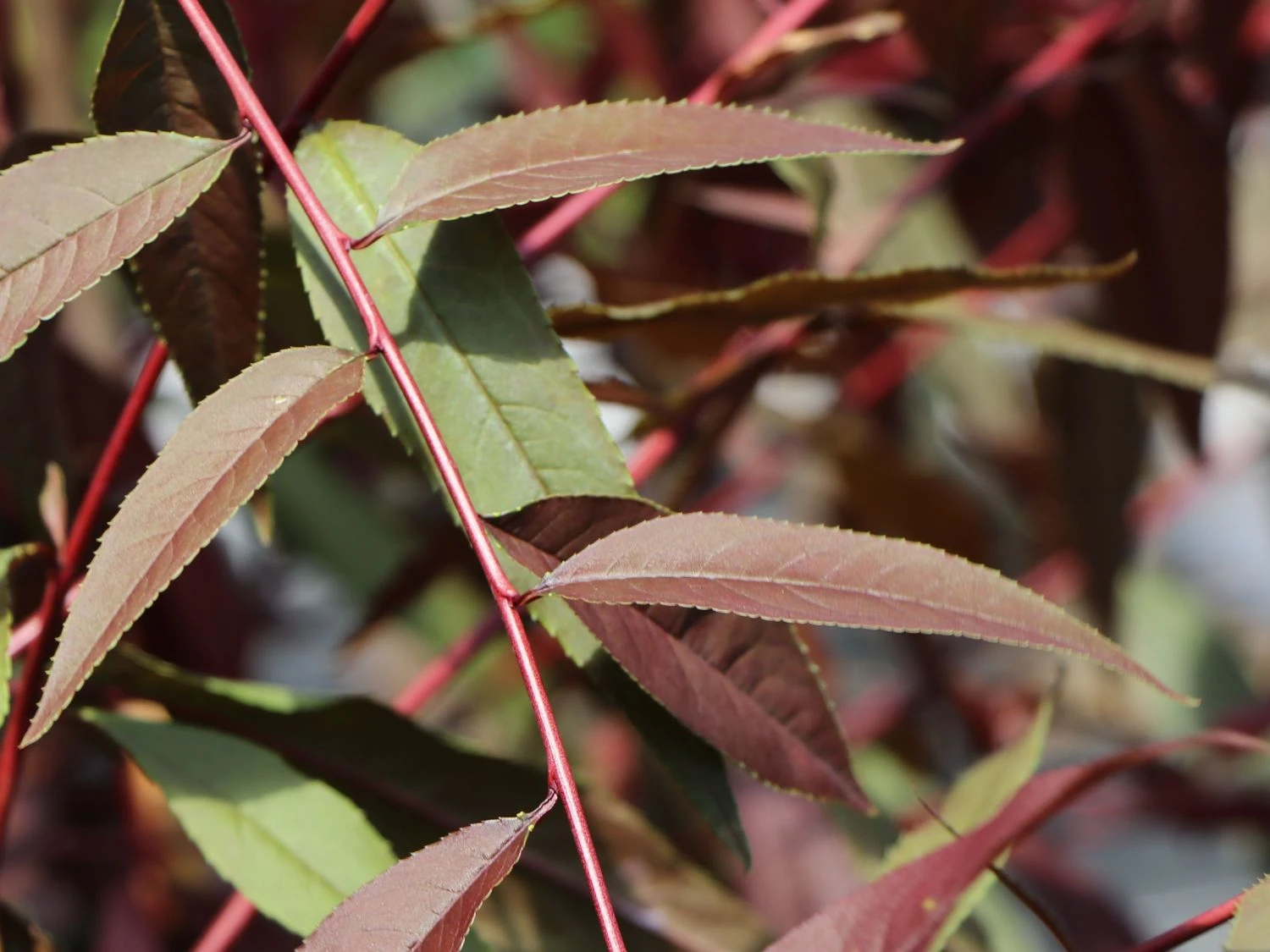 Zierpfirsich 'Rubira' 11 Zierpfirsich 'Rubira' – Bild 9