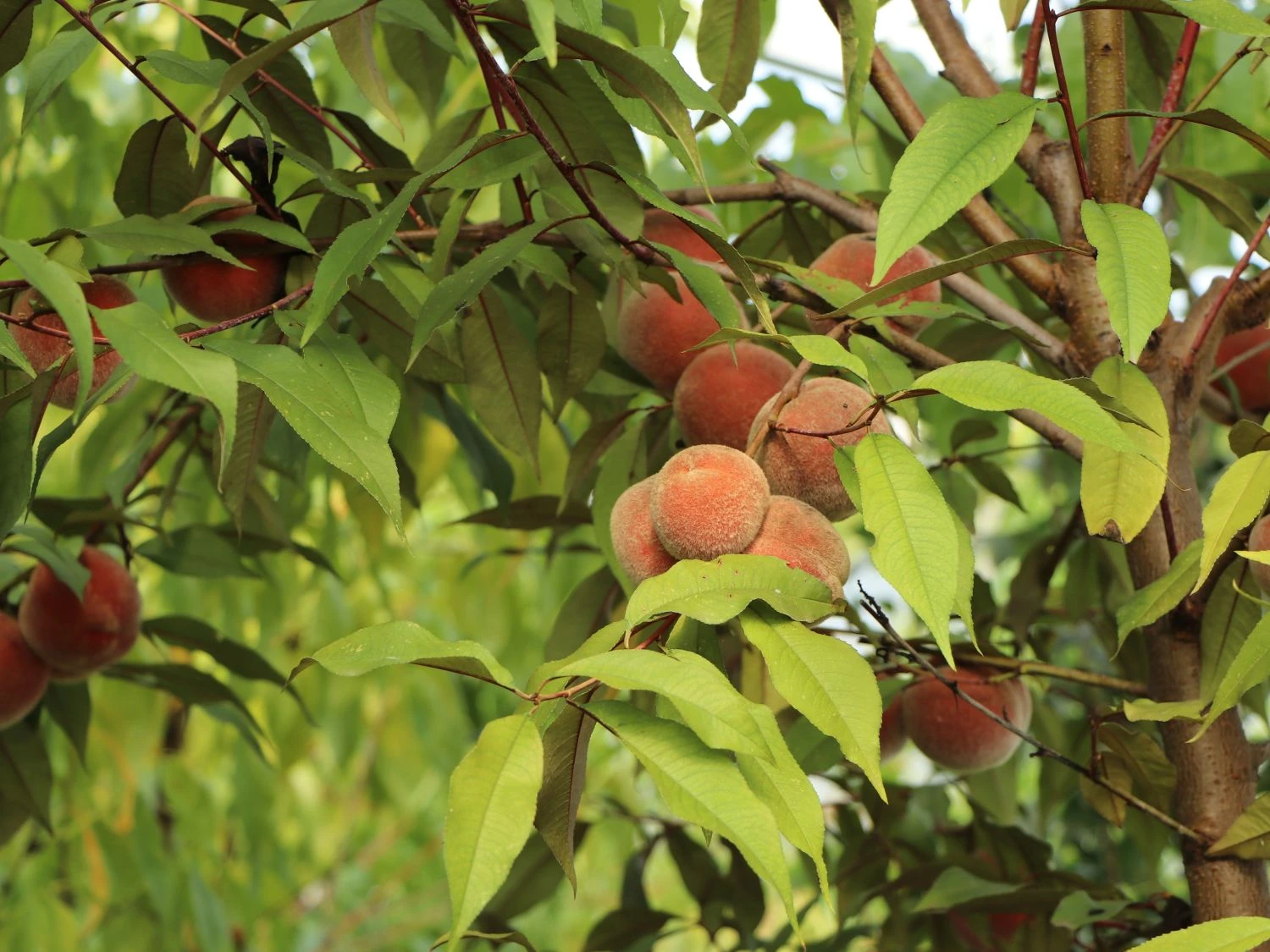 Zierpfirsich 'Rubira' 5 Zierpfirsich 'Rubira' – Bild 3