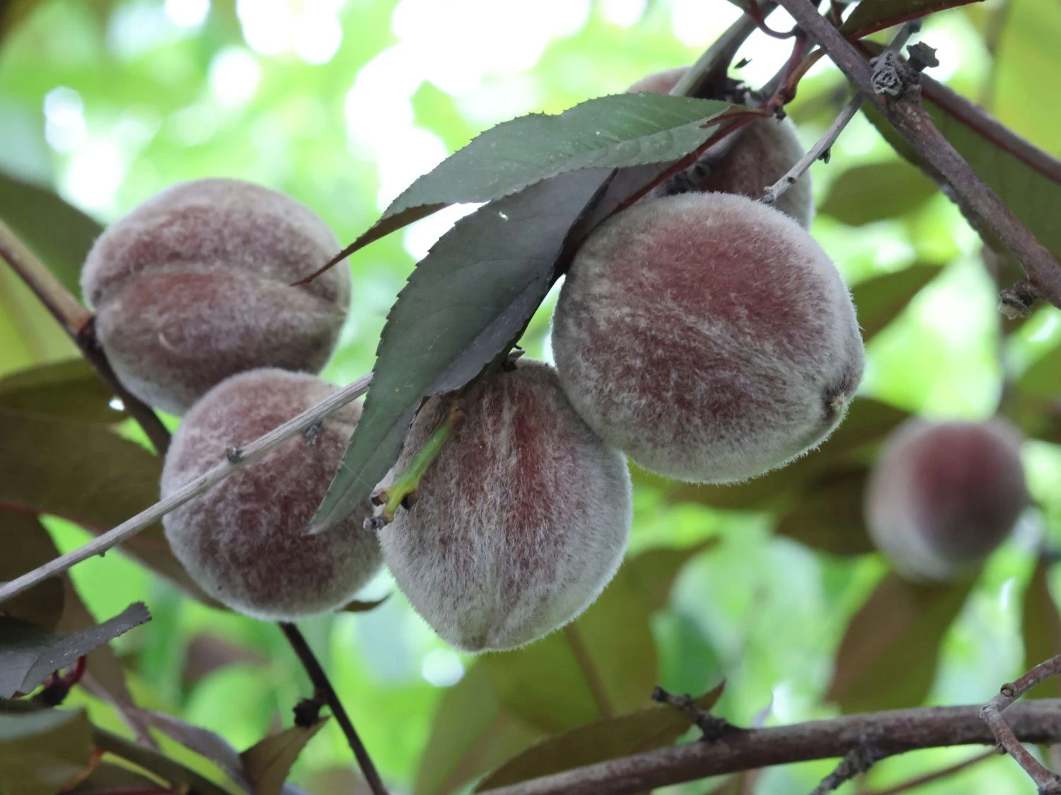 Zierpfirsich 'Rubira' 4 Zierpfirsich 'Rubira' – Bild 2