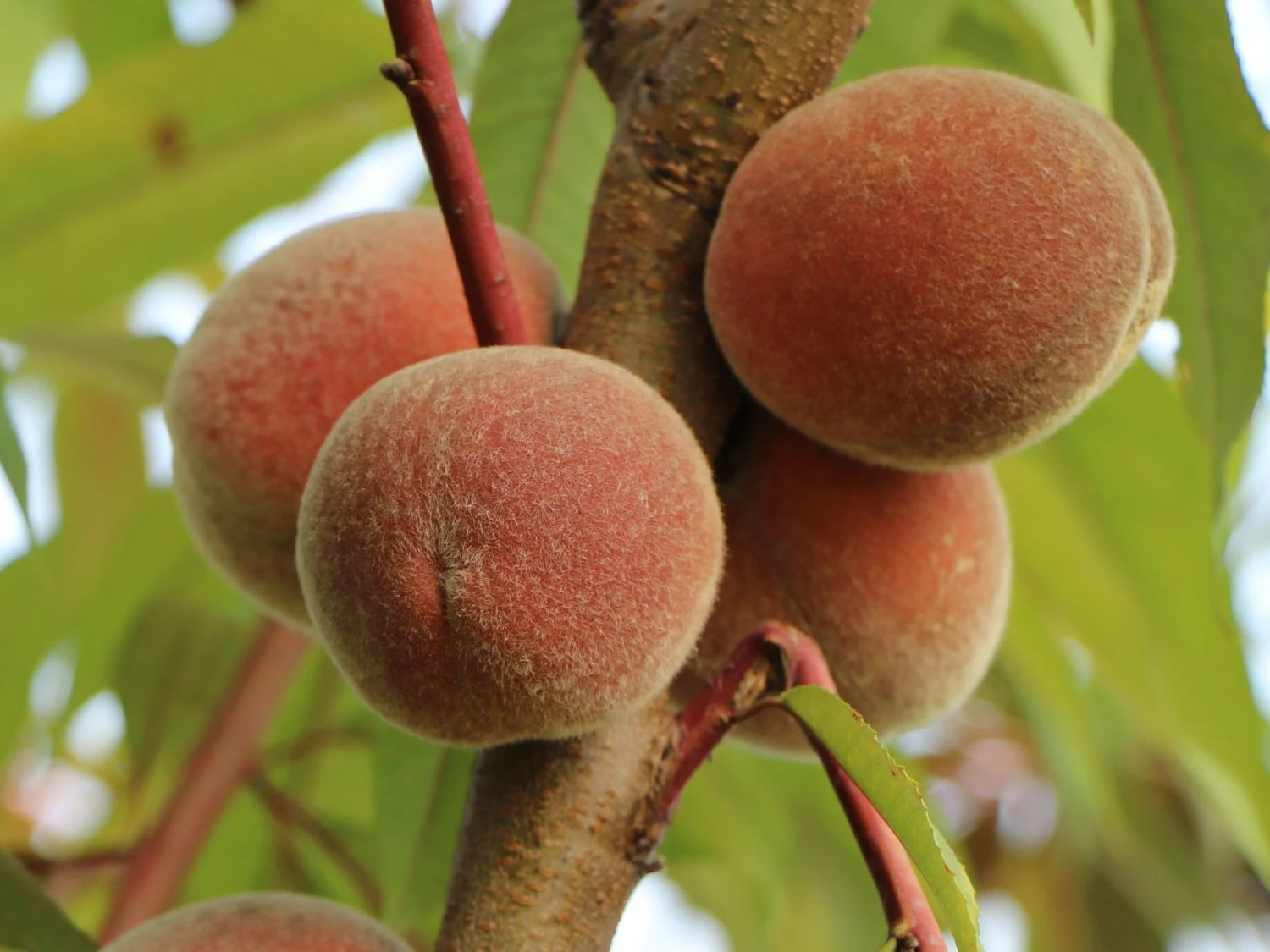 Zierpfirsich 'Rubira' 7 Zierpfirsich 'Rubira' – Bild 5