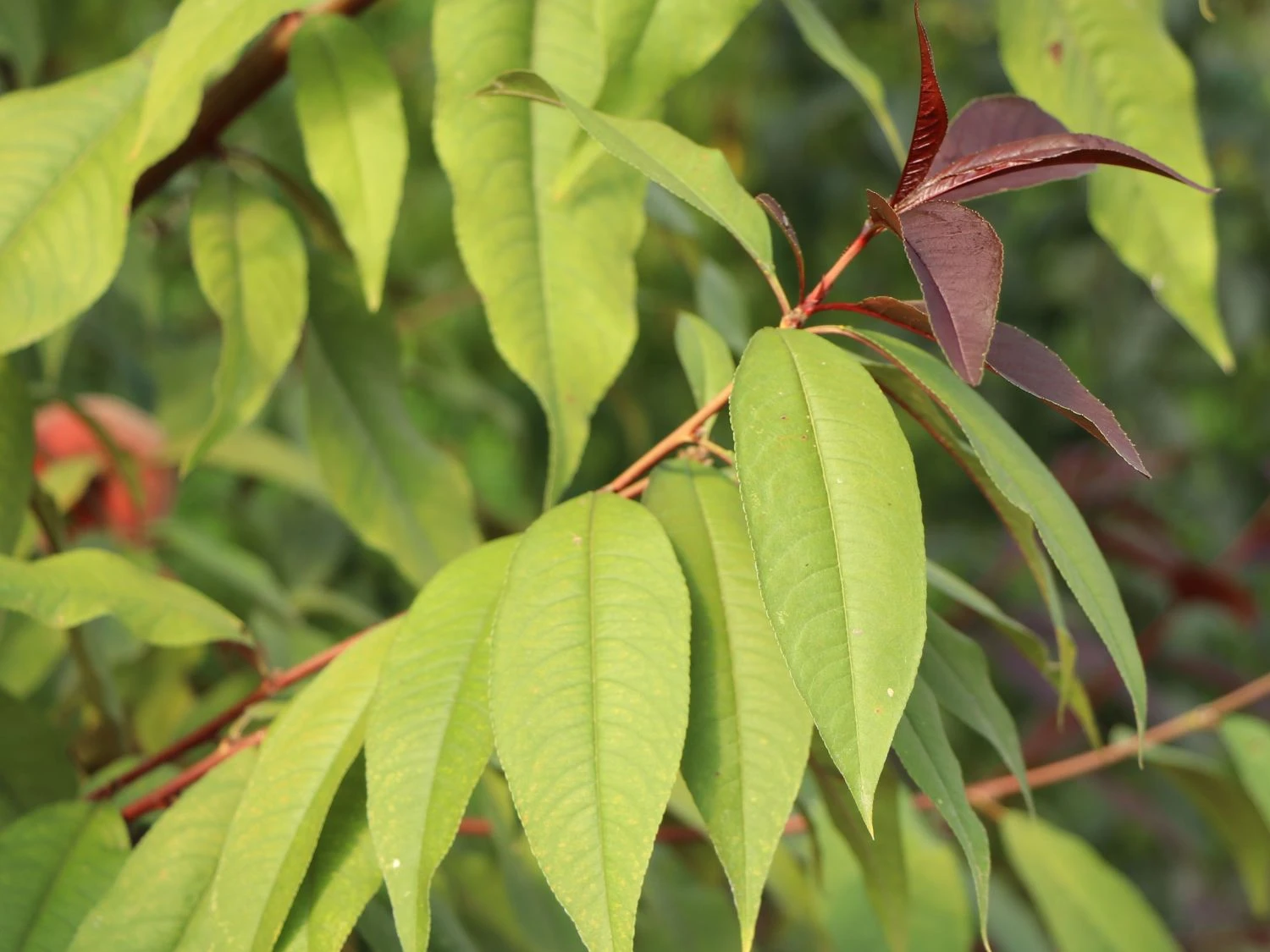 Zierpfirsich 'Rubira' 6 Zierpfirsich 'Rubira' – Bild 4