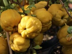 Zierquitte 'Cido' -Günstiges Erd Seele Geschäft zierquitte cido m002528 w 0