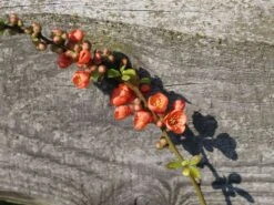 Zierquitte 'Cido' -Günstiges Erd Seele Geschäft zierquitte cido m002528 w 1