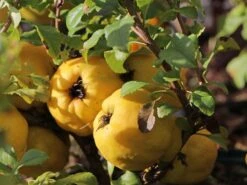 Zierquitte 'Cido' -Günstiges Erd Seele Geschäft zierquitte cido m002528 w 2