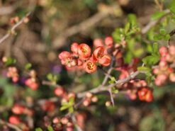 Zierquitte 'Cido' -Günstiges Erd Seele Geschäft zierquitte cido m002528 w 4