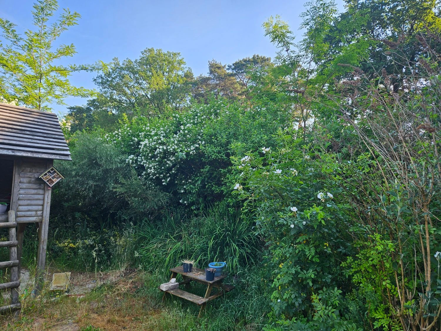 Zierstrauchhecke Aus 10 Pflanzen 4 Zierstrauchhecke Aus 10 Pflanzen – Bild 2