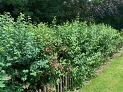 Zierstrauchhecke Aus 10 Pflanzen 17 Zierstrauchhecke Aus 10 Pflanzen -Günstiges Erd Seele Geschäft zierstrauchhecke aus 10 pflanzen m007060 756421 0