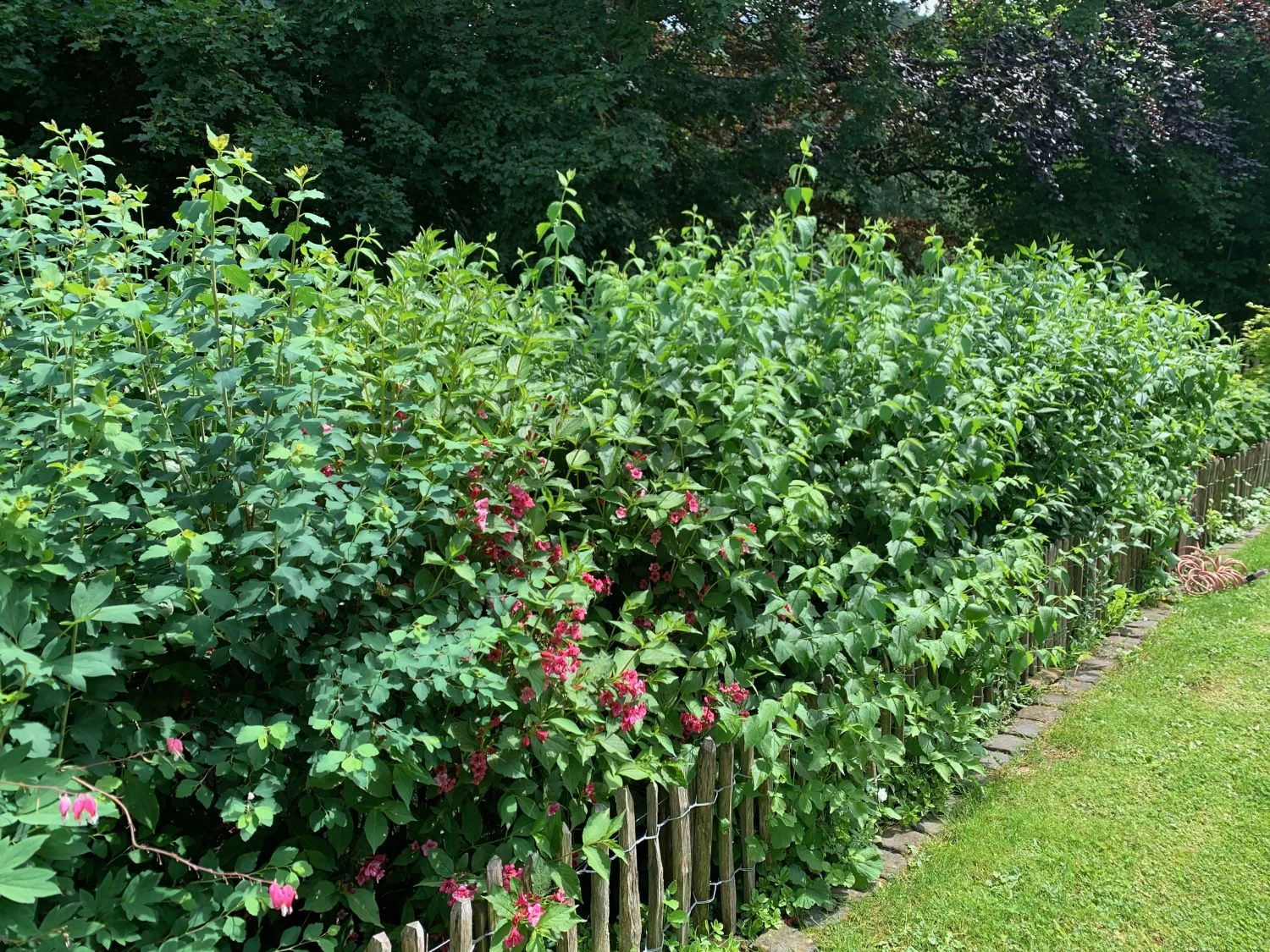 Zierstrauchhecke Aus 10 Pflanzen 9 Zierstrauchhecke Aus 10 Pflanzen – Bild 7