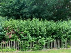 Zierstrauchhecke Aus 10 Pflanzen 16 Zierstrauchhecke Aus 10 Pflanzen -Günstiges Erd Seele Geschäft zierstrauchhecke aus 10 pflanzen m007060 756421 1