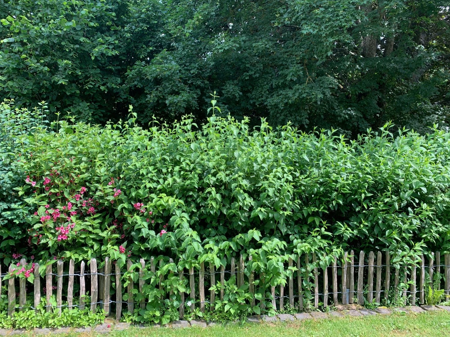 Zierstrauchhecke Aus 10 Pflanzen 8 Zierstrauchhecke Aus 10 Pflanzen – Bild 6