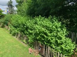 Zierstrauchhecke Aus 10 Pflanzen 15 Zierstrauchhecke Aus 10 Pflanzen -Günstiges Erd Seele Geschäft zierstrauchhecke aus 10 pflanzen m007060 756421 2