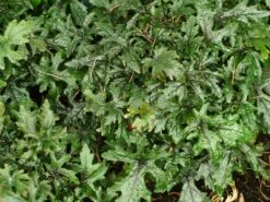 Zipfelblättrige Schaumblüte 'Pink Skyrocket' ® 14 Zipfelblättrige Schaumblüte 'Pink Skyrocket' ® -Günstiges Erd Seele Geschäft zipfelblaettrige schaumbluete m078223 w 0