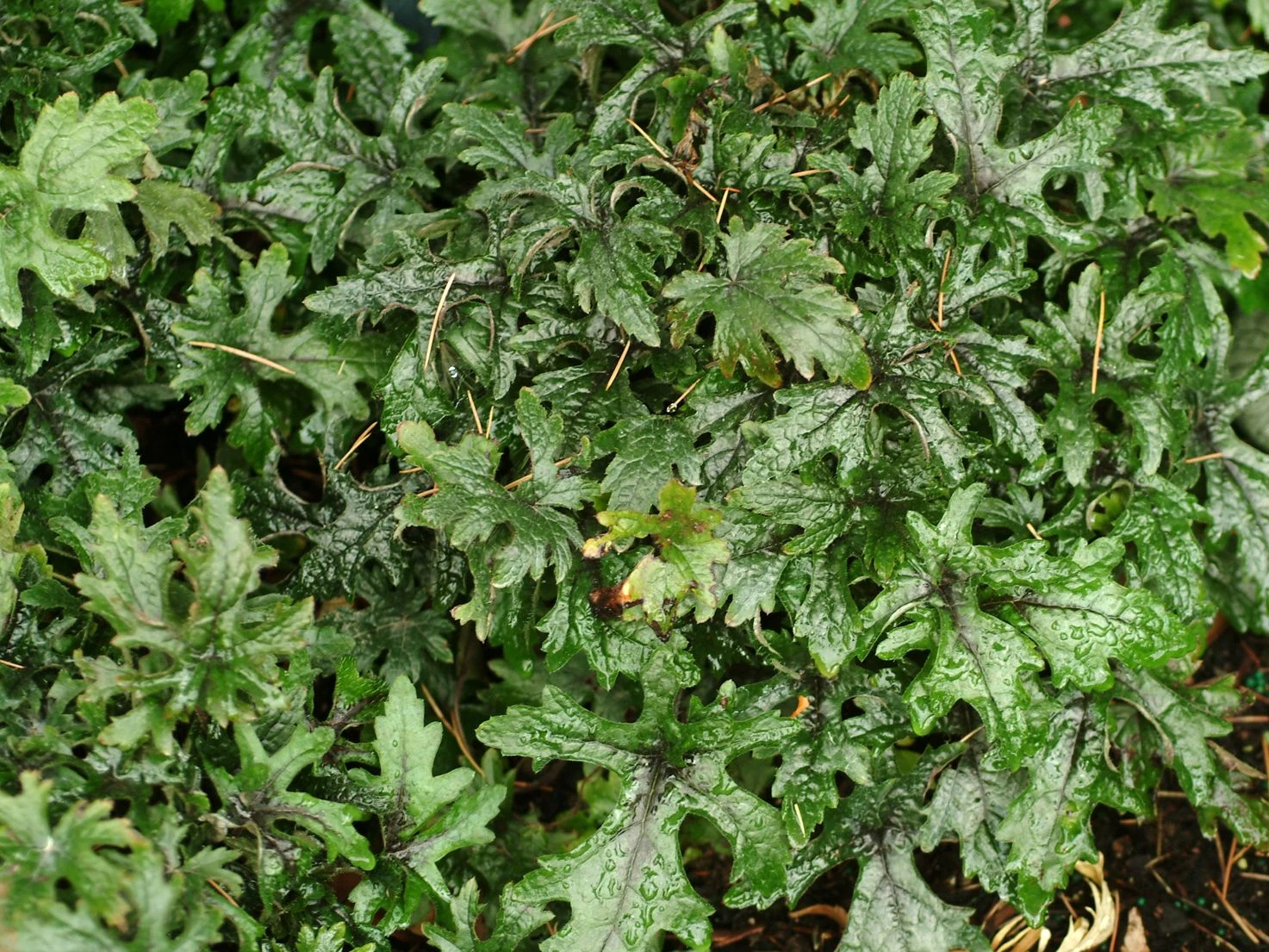 Zipfelblättrige Schaumblüte 'Pink Skyrocket' ® 7 Zipfelblättrige Schaumblüte 'Pink Skyrocket' ® – Bild 5