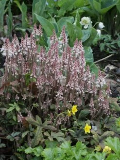 Zipfelblättrige Schaumblüte 'Pink Skyrocket' ® 13 Zipfelblättrige Schaumblüte 'Pink Skyrocket' ® -Günstiges Erd Seele Geschäft zipfelblaettrige schaumbluete m078223 w 1