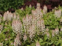 Zipfelblättrige Schaumblüte 'Pink Skyrocket' ® 12 Zipfelblättrige Schaumblüte 'Pink Skyrocket' ® -Günstiges Erd Seele Geschäft zipfelblaettrige schaumbluete pink skyrocket m078223 w 0