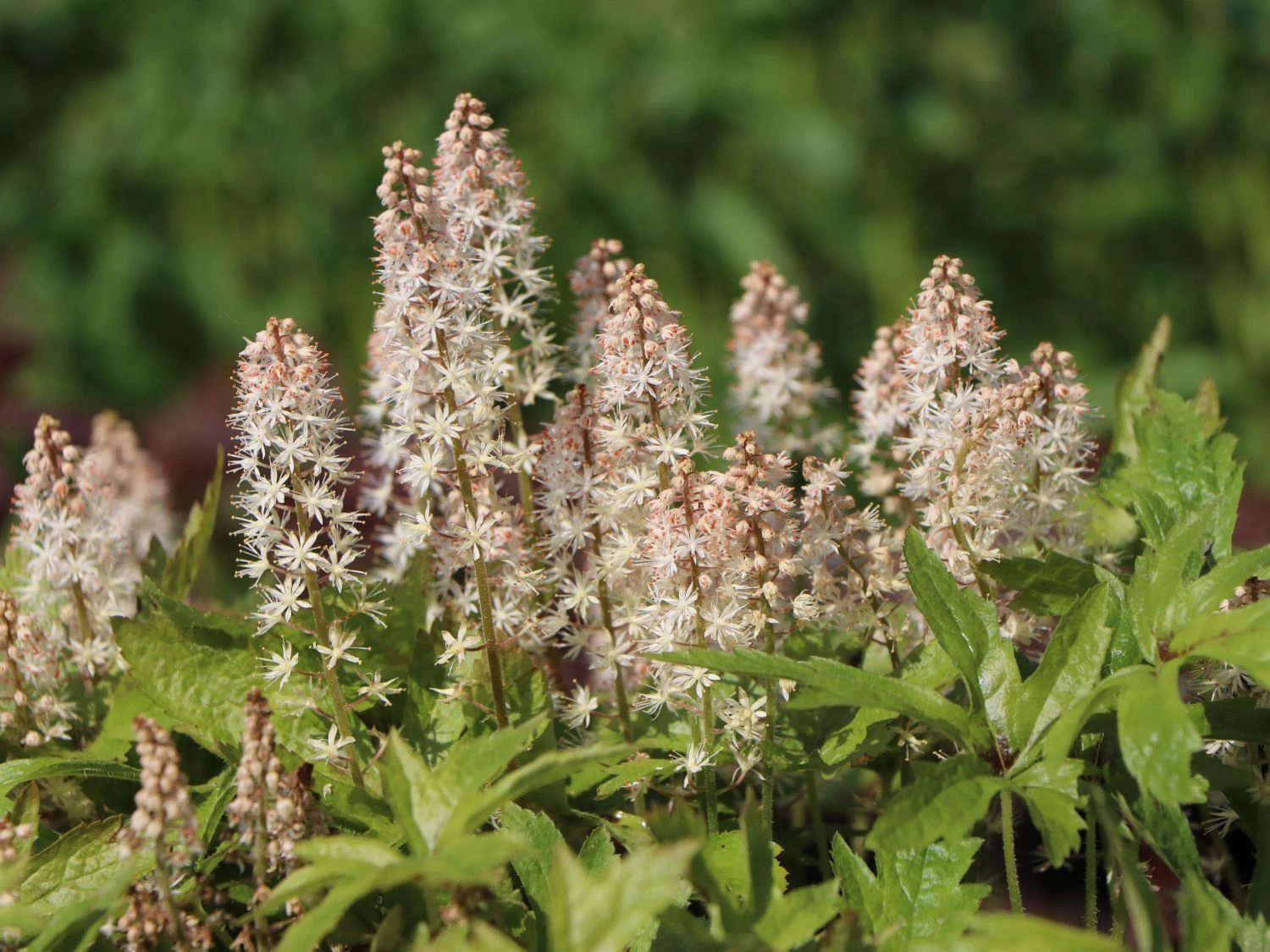 Zipfelblättrige Schaumblüte 'Pink Skyrocket' ® 4 Zipfelblättrige Schaumblüte 'Pink Skyrocket' ® – Bild 2