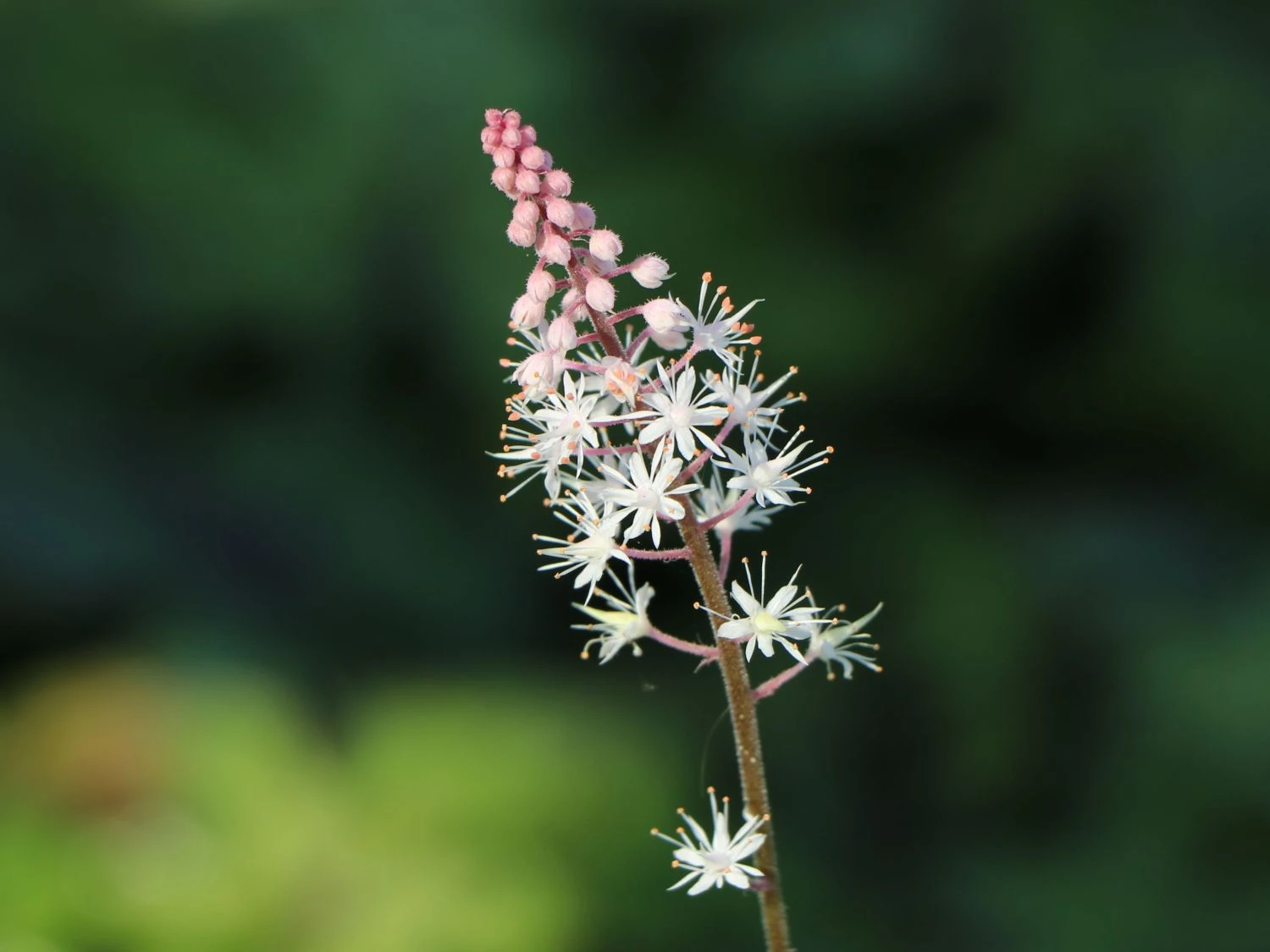 Zipfelblättrige Schaumblüte 'Pink Skyrocket' ® 8 Zipfelblättrige Schaumblüte 'Pink Skyrocket' ® – Bild 6