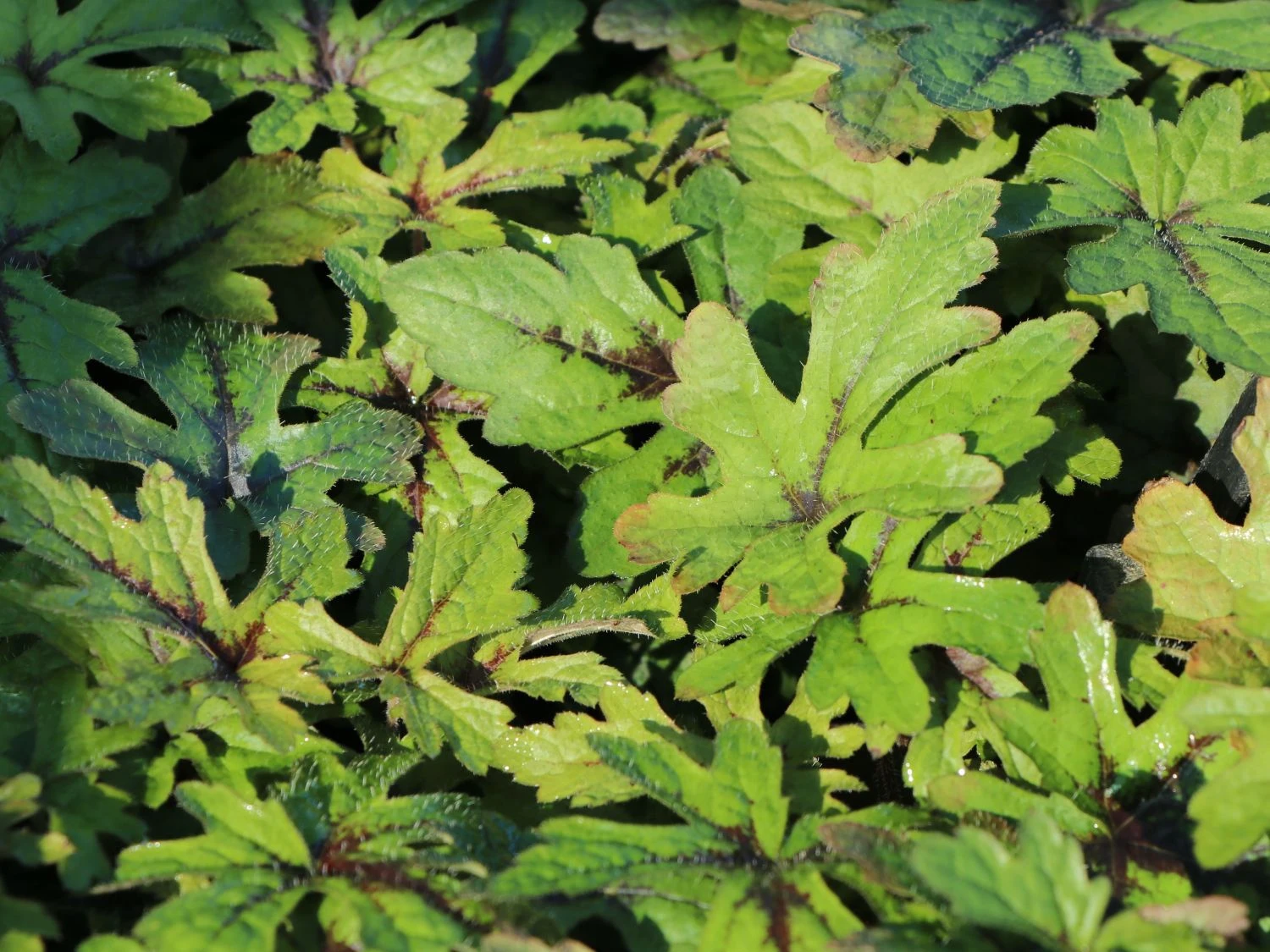 Zipfelblättrige Schaumblüte 'Pink Skyrocket' ® 9 Zipfelblättrige Schaumblüte 'Pink Skyrocket' ® – Bild 7