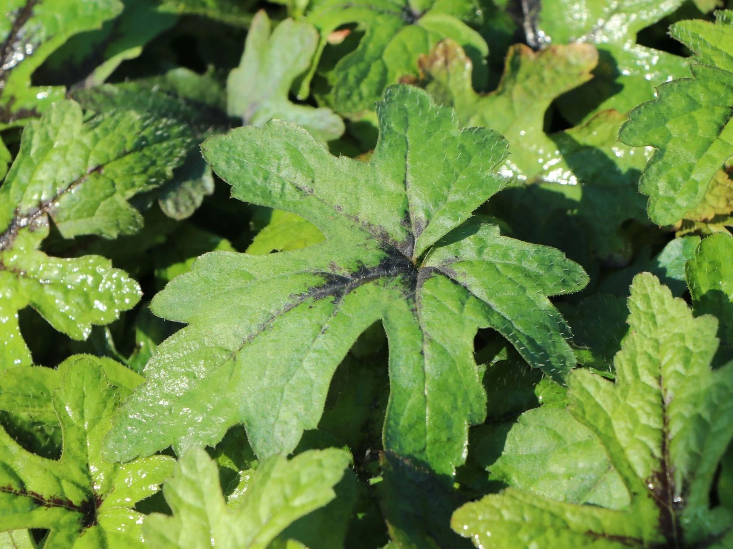 Zipfelblättrige Schaumblüte 'Pink Skyrocket' ® 10 Zipfelblättrige Schaumblüte 'Pink Skyrocket' ® – Bild 8