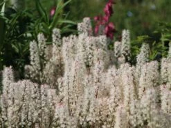 Zipfelblättrige Schaumblüte 'Spring Symphony' -Günstiges Erd Seele Geschäft zipfelblaettrige schaumbluete spring symphony m102168 w 0