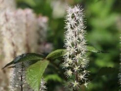 Zipfelblättrige Schaumblüte 'Spring Symphony' -Günstiges Erd Seele Geschäft zipfelblaettrige schaumbluete spring symphony m102168 w 1